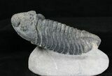 Large Drotops Trilobite #18571-1